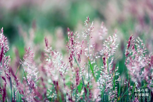 城市中心古树成林！262棵古树让曲靖这处公园成了当季最火打卡地