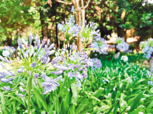 百子莲逐渐进入盛花期。 供图