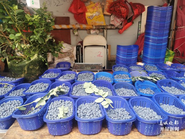 蓝莓低至30元/公斤!昆明时令水果大量上市(开屏新闻记者 李赛 摄)