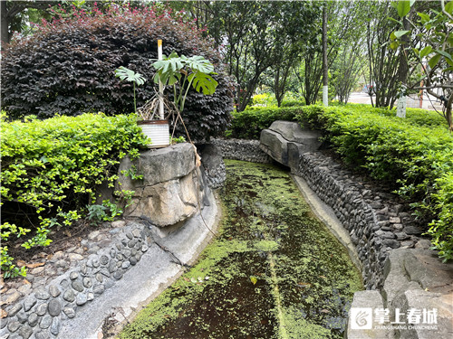 昆明某小区癞蛤蟆叫声扰民，专家：虽吵但生态好才听得到