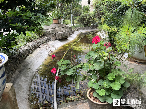 昆明某小区癞蛤蟆叫声扰民，专家：虽吵但生态好才听得到