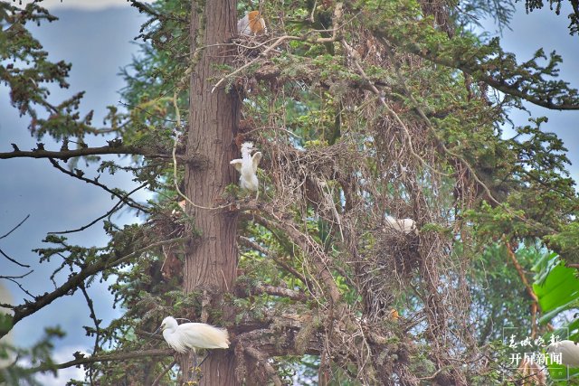 鹭巢群 (2)-FZ100413852501.jpg
