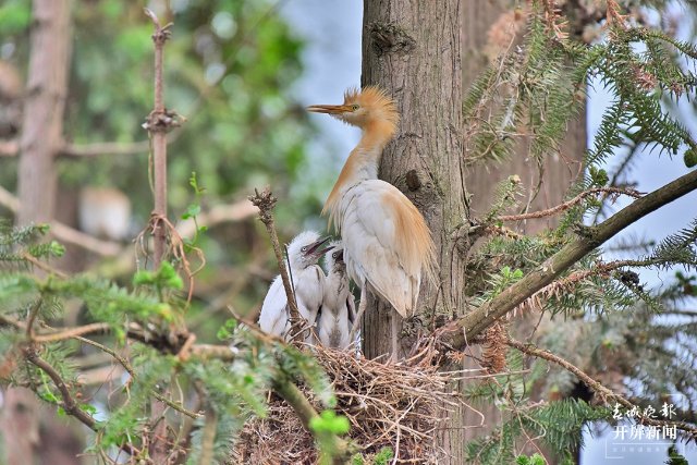 育雏 (1)-FZ100413852511.jpg