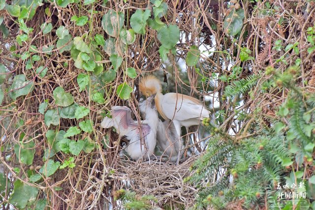 喂食 (1)-FZ100413852503.jpg