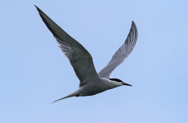 德宏拍摄到普通燕鸥(图据云南号-德宏发布)