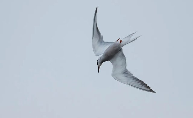 德宏拍摄到普通燕鸥(图据云南号-德宏发布)