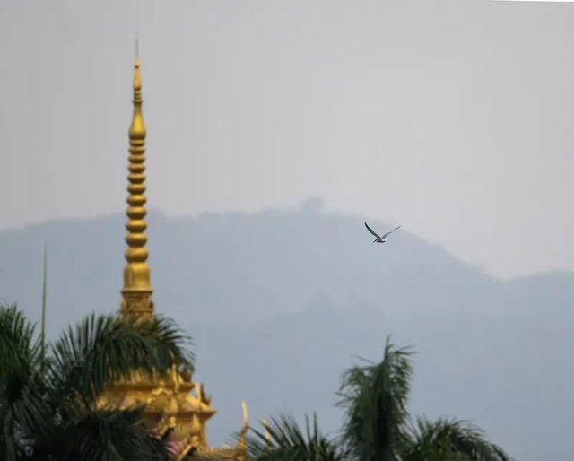 德宏拍摄到普通燕鸥(图据云南号-德宏发布)