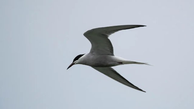 德宏拍摄到普通燕鸥(图据云南号-德宏发布)
