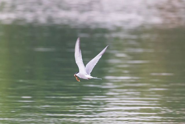 德宏拍摄到普通燕鸥(图据云南号-德宏发布)