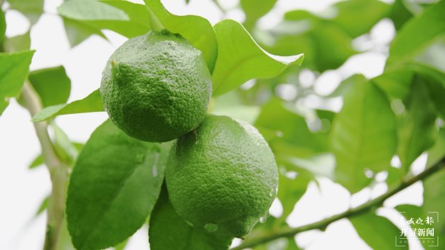 大理这十年|在巍山种下一个梦想,把这里变成柠檬之乡(开屏新闻记者 杨维琦 摄)