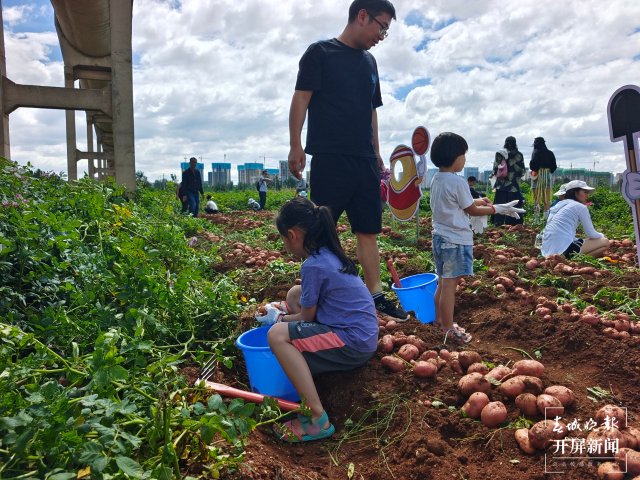 快来一起挖土豆！呈贡江尾社区首届土豆丰收节太好玩了（闵楠 通讯员 田佳丽 摄）