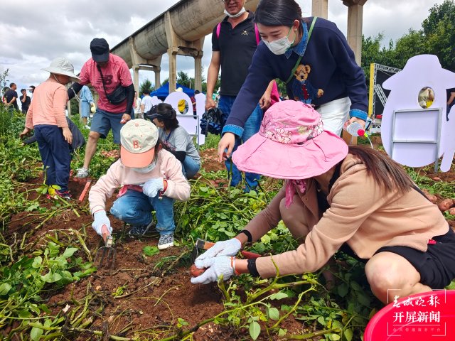 快来一起挖土豆！呈贡江尾社区首届土豆丰收节太好玩了（闵楠 通讯员 田佳丽 摄）