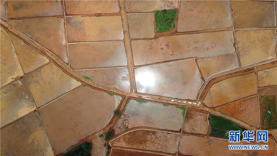 插秧忙1 插秧忙1