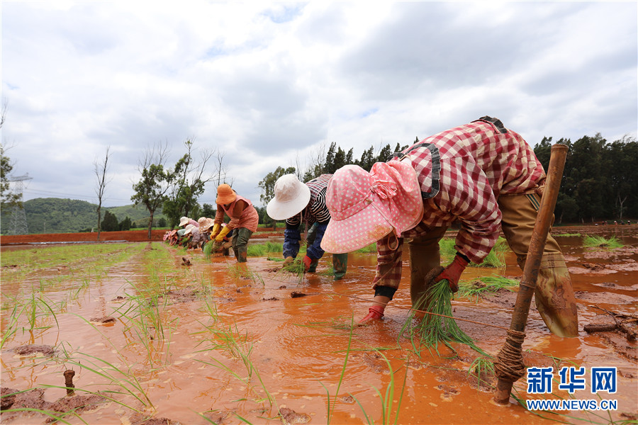插秧忙2 插秧忙2