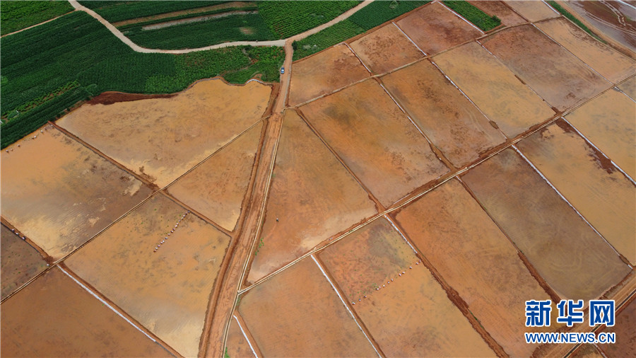 插秧忙3 插秧忙3