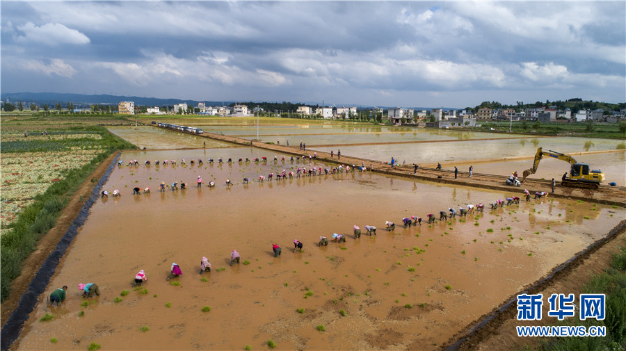 插秧忙5 插秧忙5