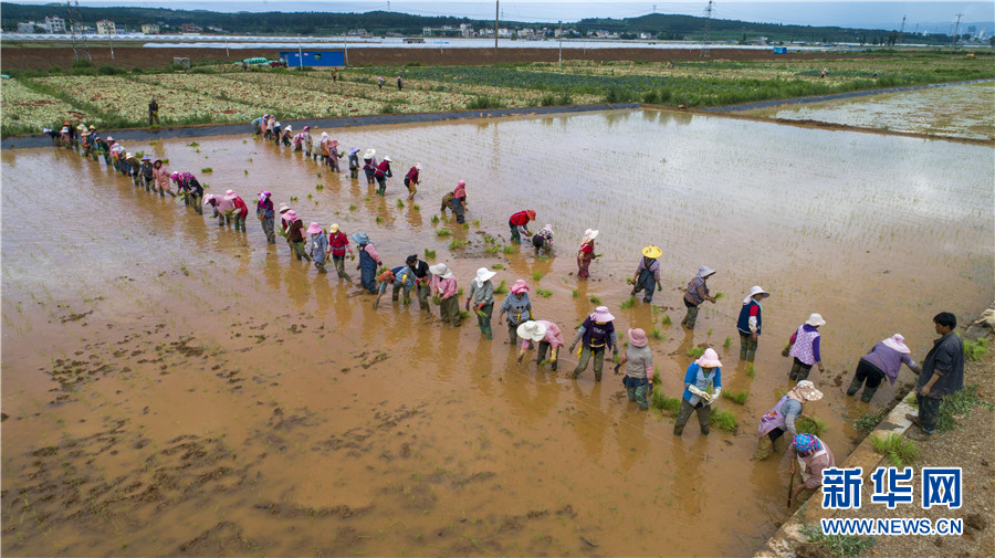 插秧忙6 插秧忙6