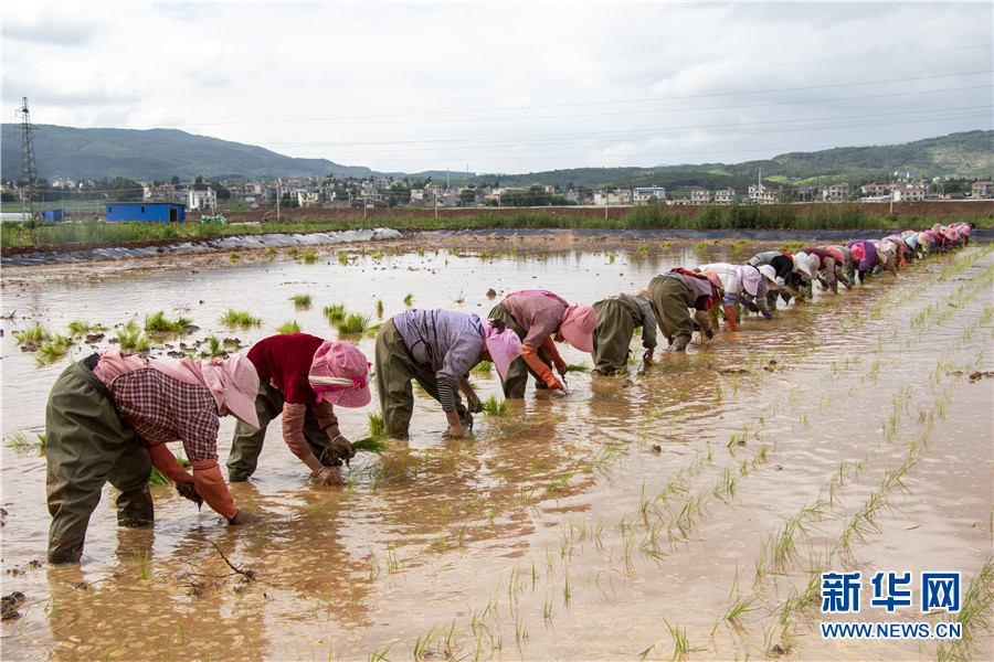 插秧忙7 插秧忙7