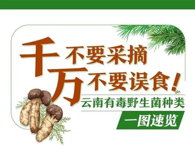 防止野生菌中毒!云南省消费者协会发布提示