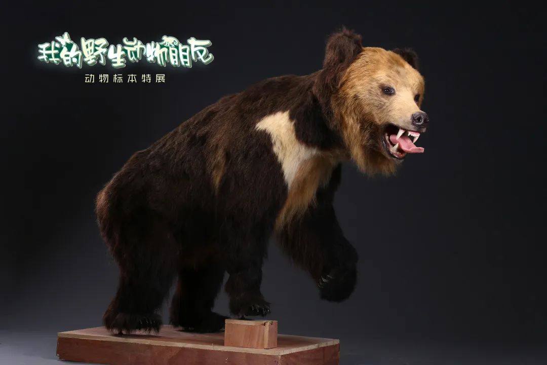 带上“神兽”看“神兽”!我的野生动物朋友——动物标本特展15日开展(供图)
