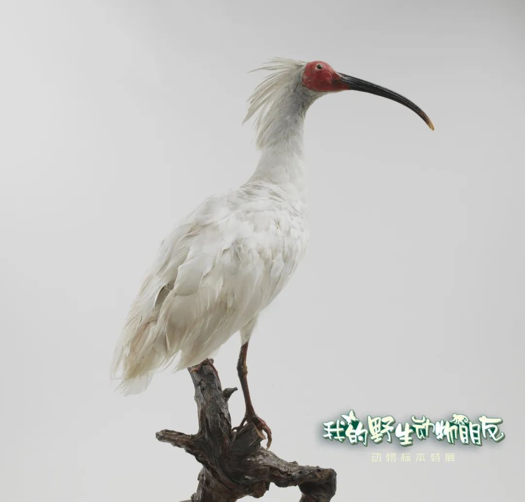 带上“神兽”看“神兽”!我的野生动物朋友——动物标本特展15日开展(供图)