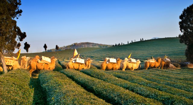 羊楼洞古镇（供图）