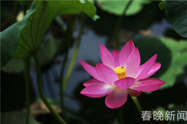 大观公园荷花展01