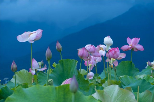 （大理银桥 赵渝 摄影）.jpg