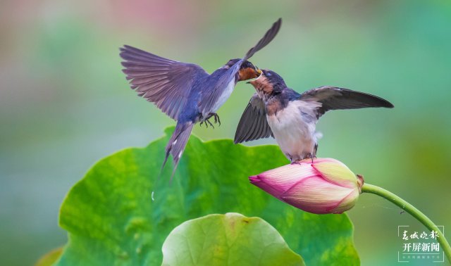 抚仙湖畔荷花田