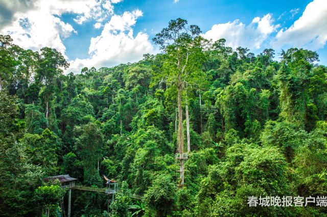 勐腊热带雨林跨境越野赛发布会