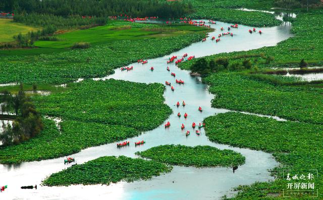 一朵莲花开两色