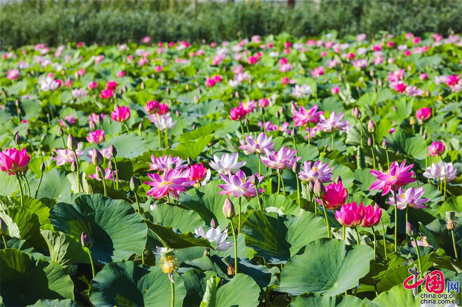 b8497394-c94e-4bdb-a159-4adf2cb90059_batchwm