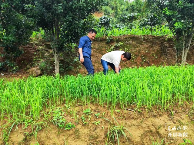 临沧市鲁史镇1000亩“杂交旱稻”丰收在望