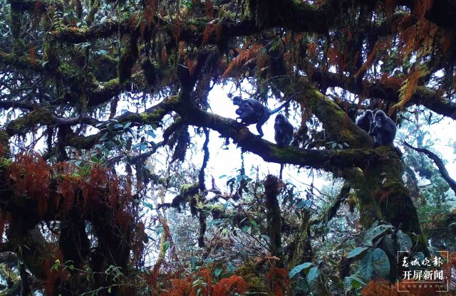 好温馨！云南龙陵首次拍到熊猴和菲氏叶猴同树相栖