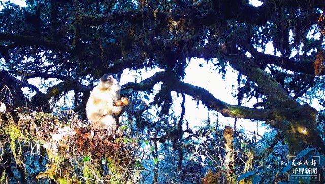 好温馨！云南龙陵首次拍到熊猴和菲氏叶猴同树相栖