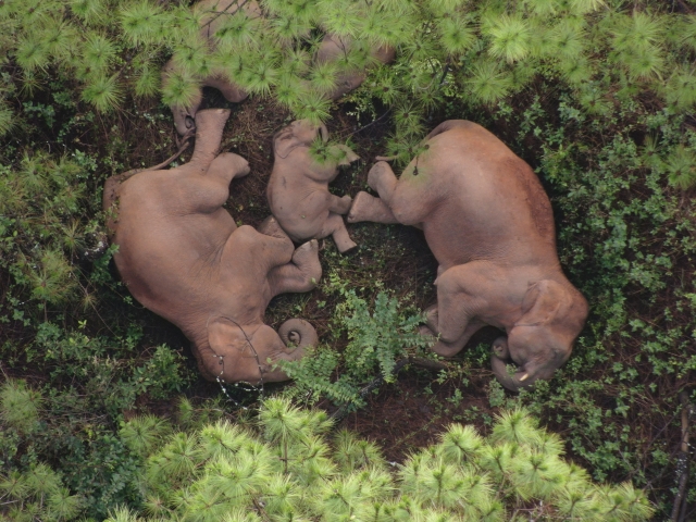 亚洲象（供图）