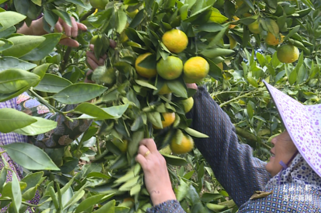 云南秋景上新|文山广南柑橘(开屏新闻记者 罗宗伟 通讯员 陆佳雄 刘晓泉 摄)