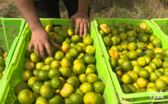 云南秋景上新|文山广南柑橘(开屏新闻记者 罗宗伟 通讯员 陆佳雄 刘晓泉 摄)