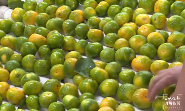 云南秋景上新|文山广南柑橘(开屏新闻记者 罗宗伟 通讯员 陆佳雄 刘晓泉 摄)