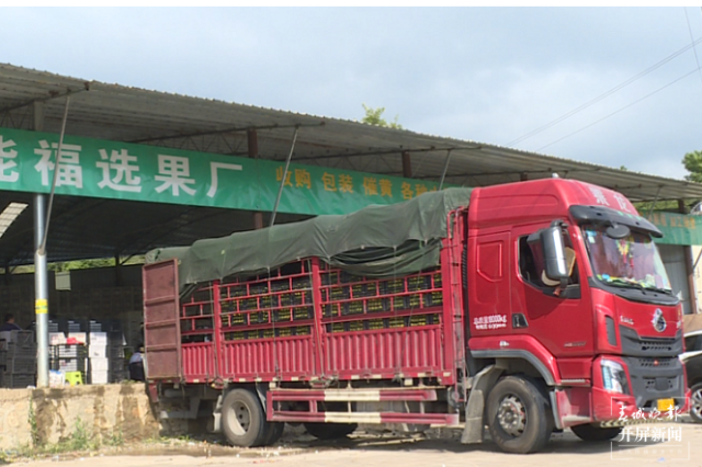 云南秋景上新|文山广南柑橘(开屏新闻记者 罗宗伟 通讯员 陆佳雄 刘晓泉 摄)