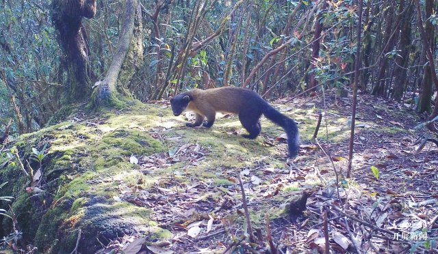 “你打我一拳,我咬你一口!” 保山龙陵3只黄喉貂同框嬉戏(崔敏 通讯员 郁云江 尹纯助 吴乃局 摄)