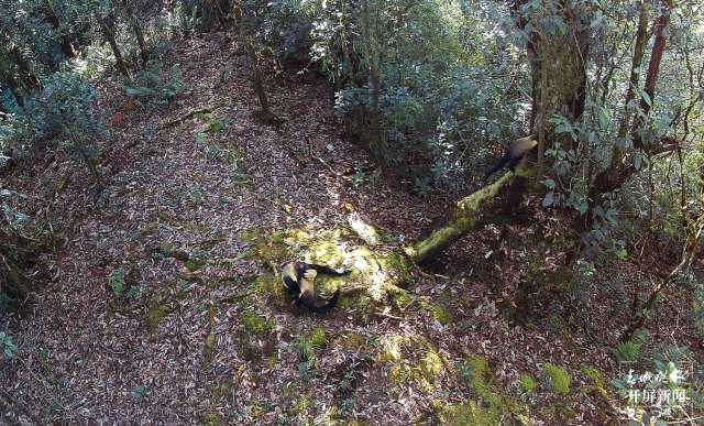 “你打我一拳,我咬你一口!” 保山龙陵3只黄喉貂同框嬉戏(崔敏 通讯员 郁云江 尹纯助 吴乃局 摄)