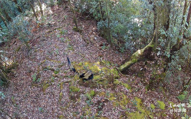 “你打我一拳,我咬你一口!” 保山龙陵3只黄喉貂同框嬉戏(崔敏 通讯员 郁云江 尹纯助 吴乃局 摄)