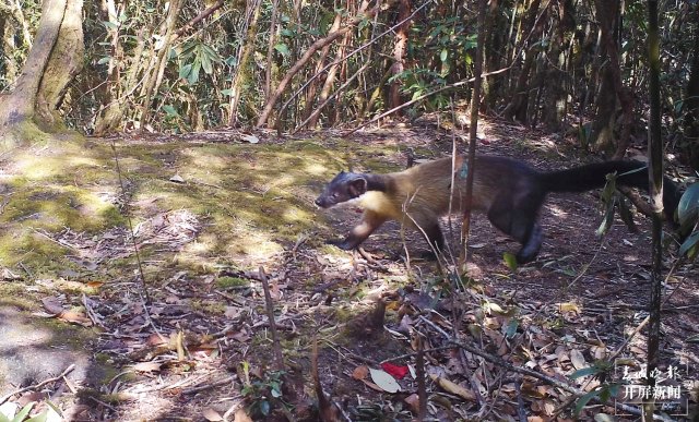 “你打我一拳,我咬你一口!” 保山龙陵3只黄喉貂同框嬉戏(崔敏 通讯员 郁云江 尹纯助 吴乃局 摄)