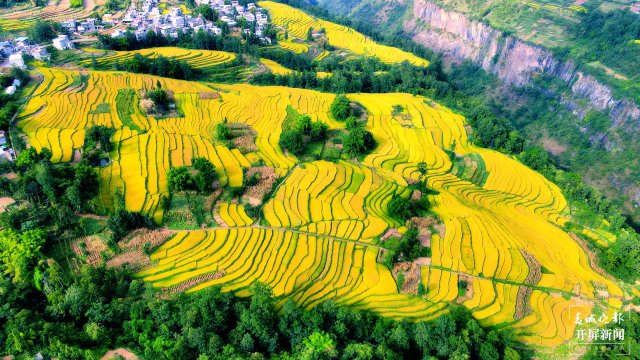 昭通这个地方千亩稻田喜获丰收,风景美如画 (4).jpg