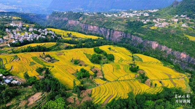 昭通这个地方千亩稻田喜获丰收,风景美如画 (6).jpg