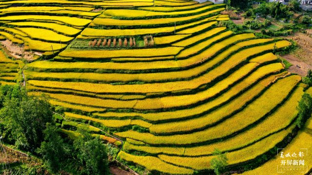 昭通这个地方千亩稻田喜获丰收,风景美如画 (8).jpg