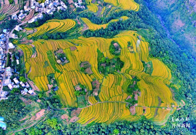 昭通这个地方千亩稻田喜获丰收,风景美如画 (7).jpg