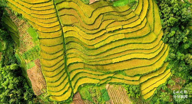 昭通这个地方千亩稻田喜获丰收,风景美如画 (5).jpg