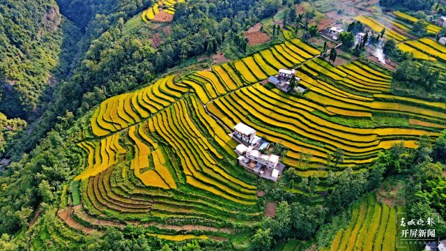 昭通这个地方千亩稻田喜获丰收,风景美如画 (1).jpg